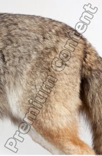 Wolf leg photo reference 0003